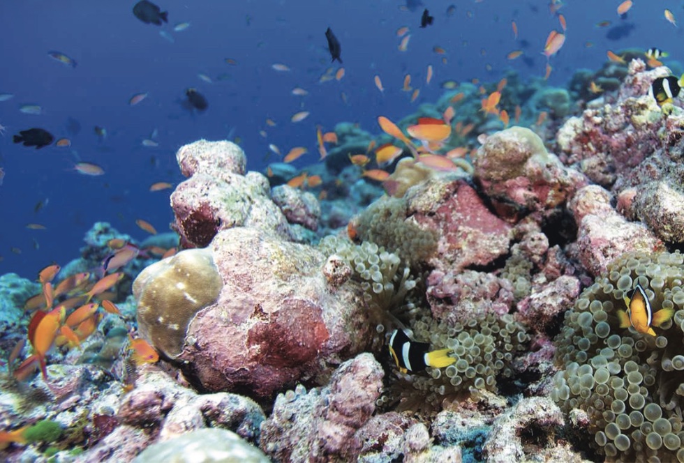 Underwater PHOTOGRAPHY