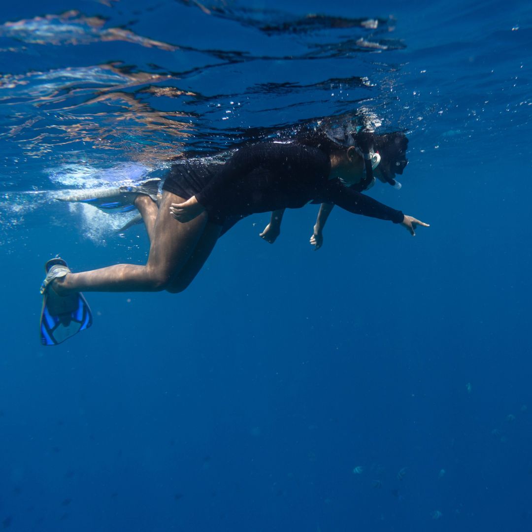 Reef Fish identification and photography