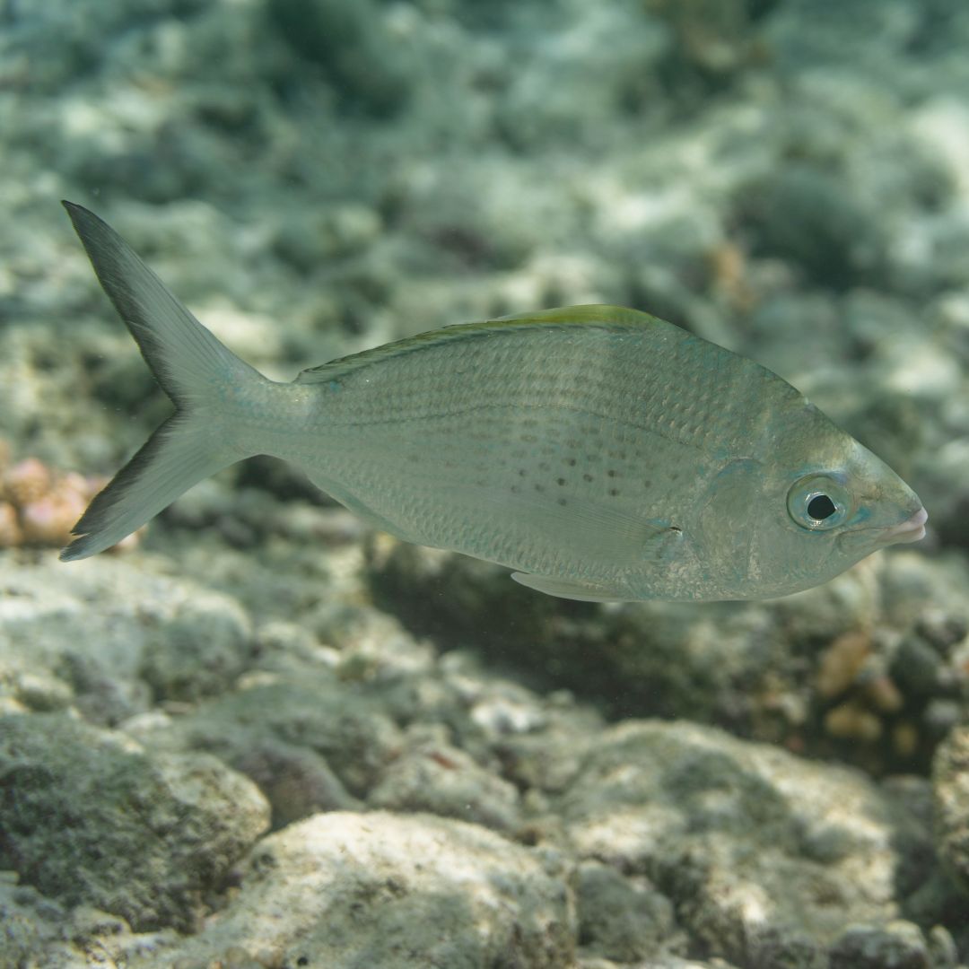 Underwater/Island PHOTOGRAPHY
